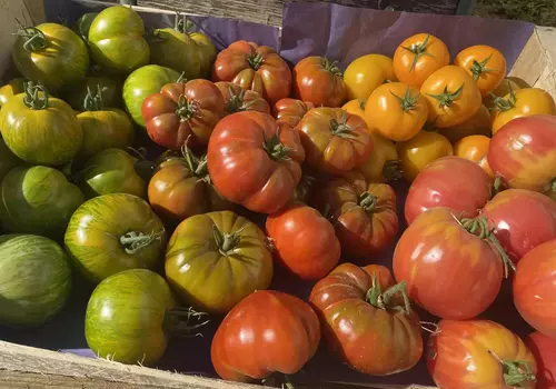Tomates anciennes prix dégressifs
